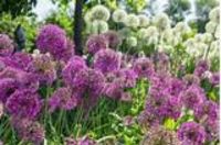 Gartenpflanzen Blumen Kräuter Hessen - Kassel Vorschau