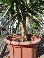 Kanarischer Drachenbaum, keine Yucca-Palme Rheinland-Pfalz - Burrweiler Vorschau
