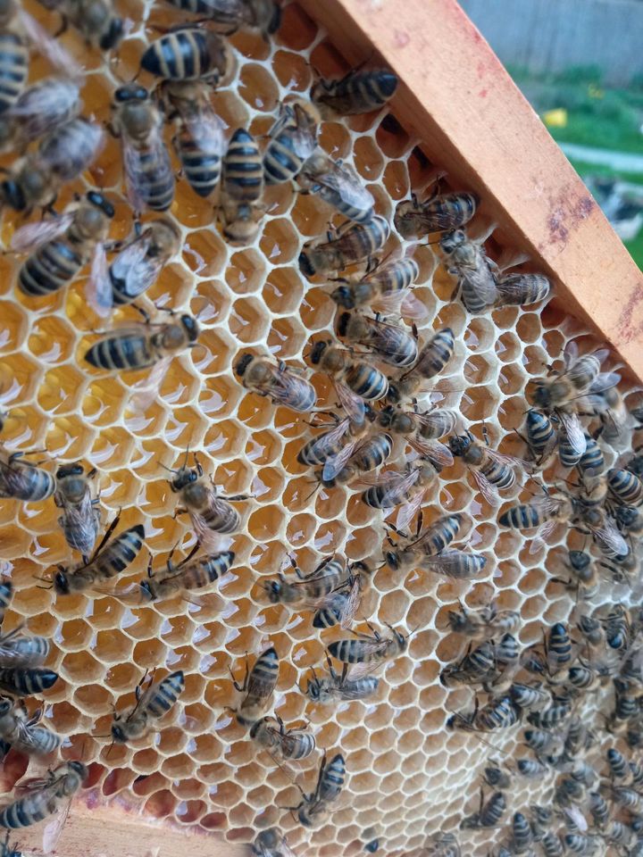 Imker fängt Bienenschwärme ein. in Mönchengladbach