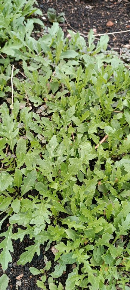 Rucola Salatrauke in Traitsching