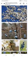 ‼Schlehen ❤ Prunus spinosa zur Pflanzung aus Selbstvermehrung Sachsen - Weißwasser Vorschau