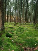 Weideland, Wiesenflächen gesucht Rheinland-Pfalz - Wallmerod Vorschau