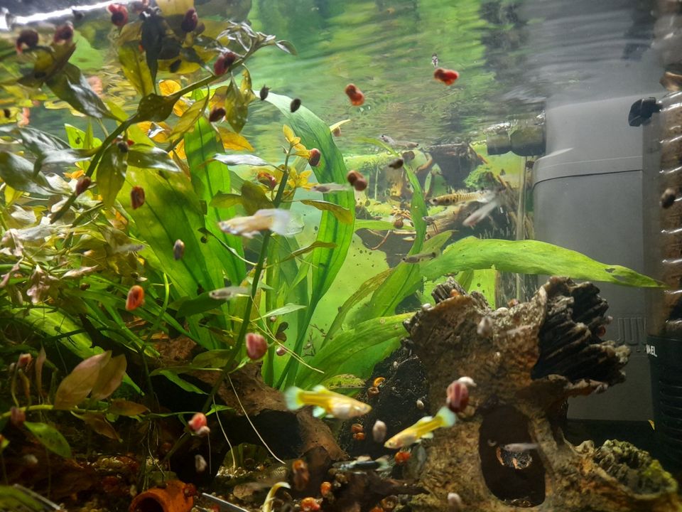 Guppys Jungtiere in Hannover