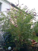 Schmetterlingsflieder Buddleja davidii Fliederbaum Hessen - Sulzbach Vorschau