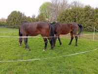 2 Freizeit Pferde voll reitbar und eine Lebensversicherung Niedersachsen - Bockenem Vorschau