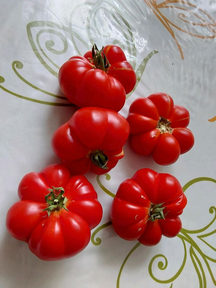 Tomaten-, Paprika- und Butternutkürbispflanzen in Aschaffenburg