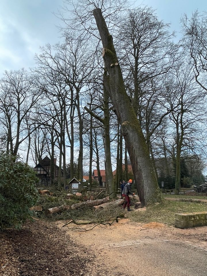 Baumpflege Häckselarbeiten Sturmschaden Baumfällung Hubsteiger in Ladbergen
