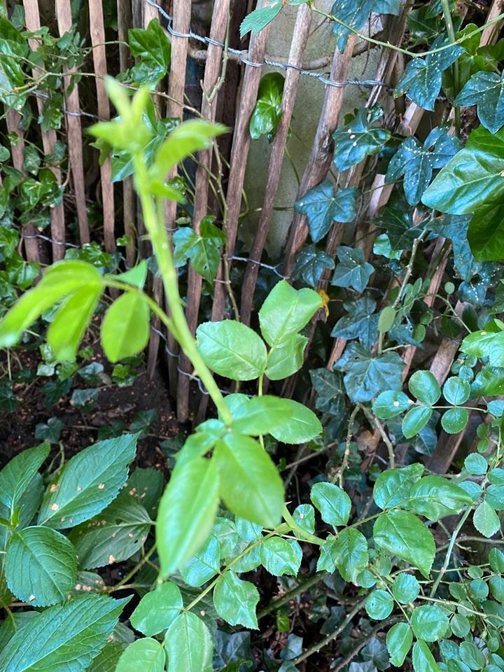 Kletterose aus der Gärtnerei wegen Umgestaltung Bauerngarten in Wuppertal