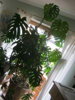 Philodendron monstera deliciosa 1,80 hoch ohne Topf Rheinland-Pfalz - Grafschaft Vorschau