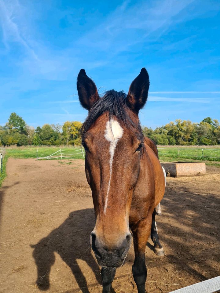 Warmblut Stute in Bischofsheim