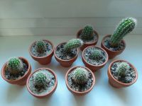 Kaktus Ableger Echinopsis klein im Topf Berlin - Spandau Vorschau