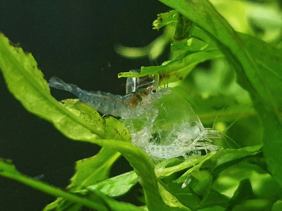 Caridina Sulawesi-Inlandsgarnelen in Bochum