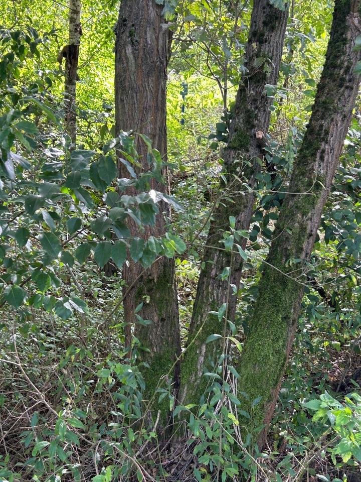 Reserviert • Gelöscht • 
                    Waldgrundstück B...