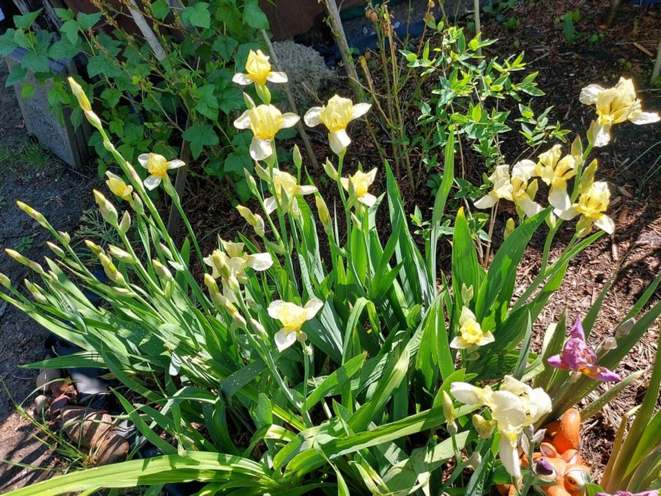 ☘️ Iris x germanica 'Flavescens' - Gelbliche Schwertlilie 5€/2Stk in Ziltendorf
