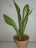 Sansevieria Moonshine, ca. 54 cm, Bogenhanf, Sansevierie Niedersachsen - Moringen Vorschau