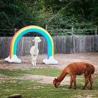 Kindergeburstag mit Ponys und Alpakas Nordrhein-Westfalen - Dormagen Vorschau