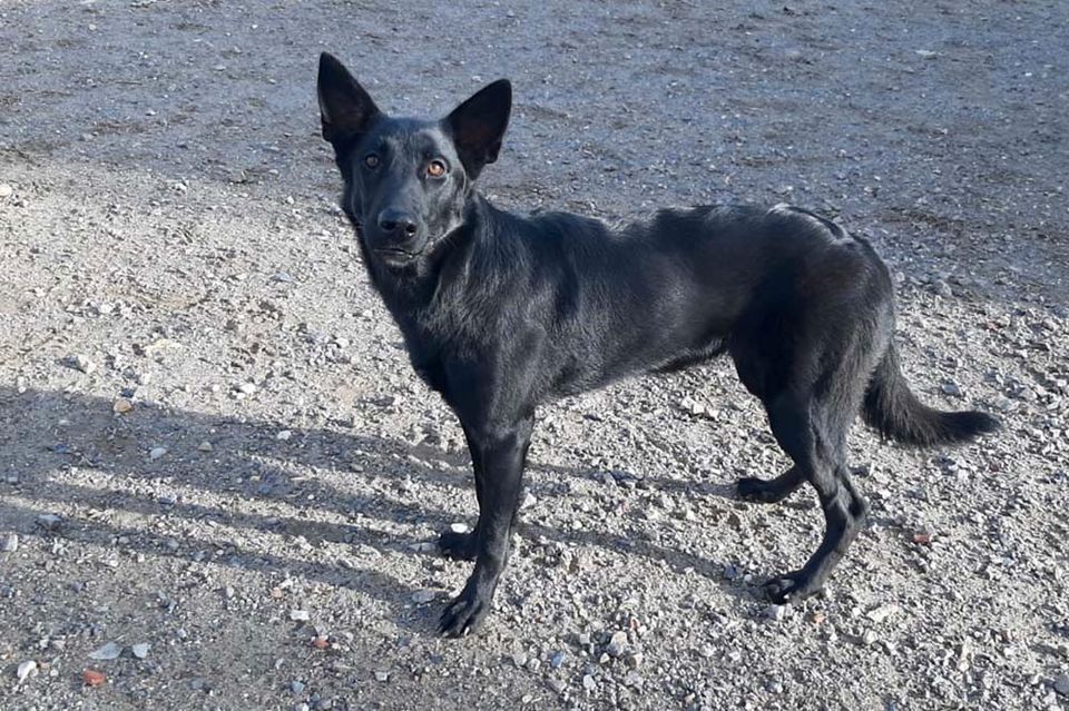 Schäferhund Alani – Lady in Black sucht dringend ein Zuhause! in Achern