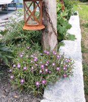 Mittagsblume Steingarten pflegeleicht Ableger Staude winterhart Niedersachsen - Westerwalsede Vorschau