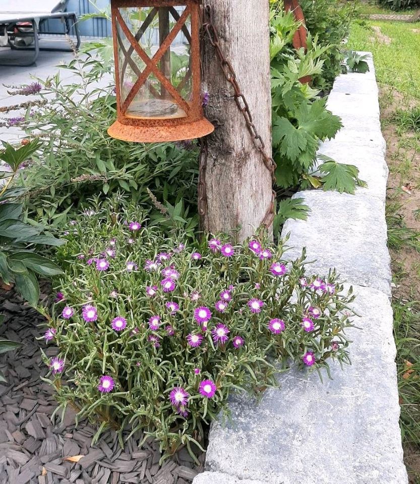 Mittagsblume Steingarten pflegeleicht Ableger Staude winterhart in Westerwalsede