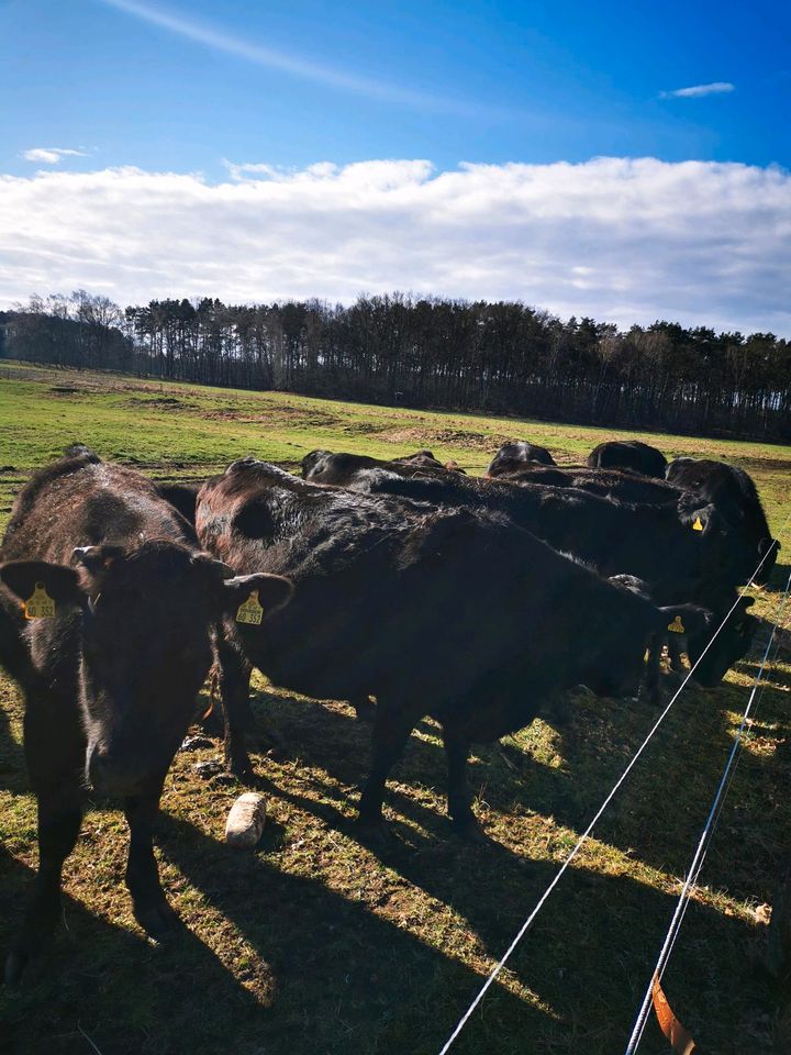 Wagyu Kühe tragend  zu verkaufen in Oranienburg