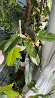 Philodendron Florida Ghost Dresden - Pieschen Vorschau