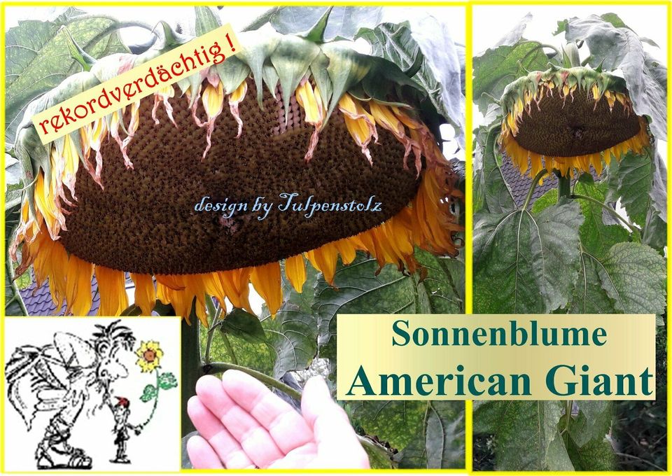 ♥ Rekordverdächtig ! Riesen Sonnenblume American Giant Samen Rar in Hamburg