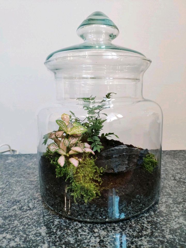Gläser für Pflanzen / Vasen (ohne Inhalt) in Berlin