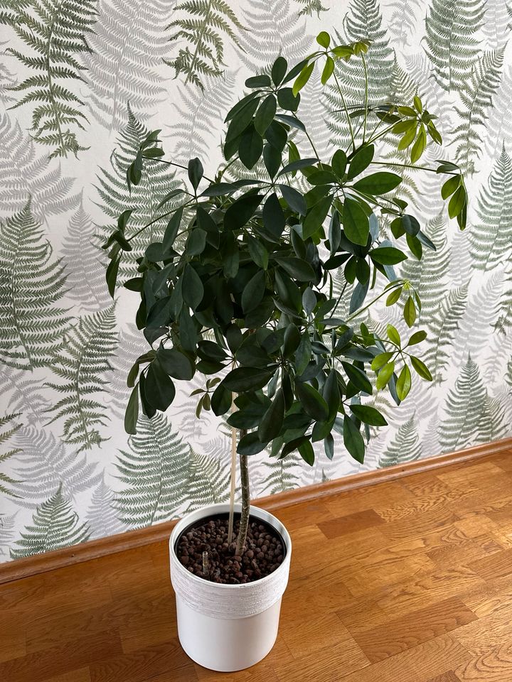 Pflanze Strahlenaralie Schefflera ca. 1 m - ohne Topf in Berlin