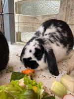Zwerg Kaninchen Dame abzugeben Dithmarschen - Friedrichskoog Vorschau