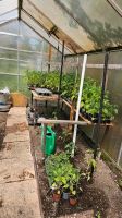Tomatenpflanzen, eigene Anzucht, dringend Sachsen - Schkeuditz Vorschau
