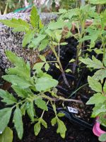 Rispen Tomatenpflanzen mittelgroß rot Bayern - Gerbrunn Vorschau