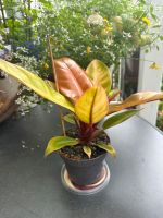 Zimmerpflanze selten rarität Philodendron 'Prince of Orange Hohen Neuendorf - Bergfelde Vorschau