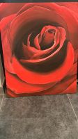 Bild Rose rot Leinwand 65x80 Pankow - Weissensee Vorschau