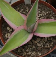 SUCHE Kaktus/Sukkulente/Agave Agave Guiengola var. 'Creme Brulee' Niedersachsen - Aschendorf Stadt Papenburg Vorschau