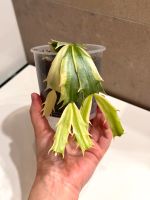 Schulumbergera Truncata Variegata Variegated Pflanze Kaktus Berlin - Mitte Vorschau