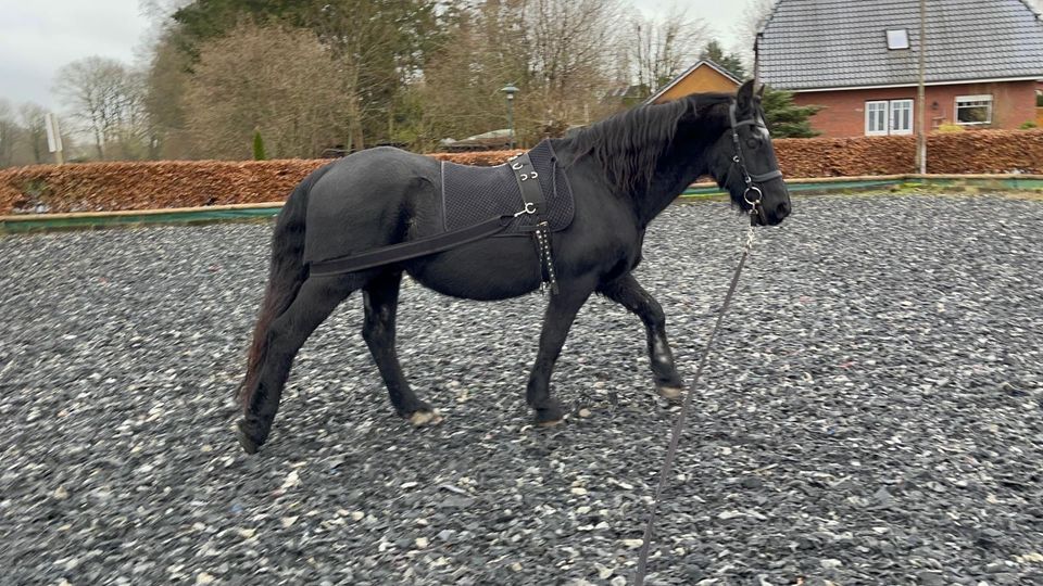 Toller Friese sucht Reitbeteiligung in Besdorf