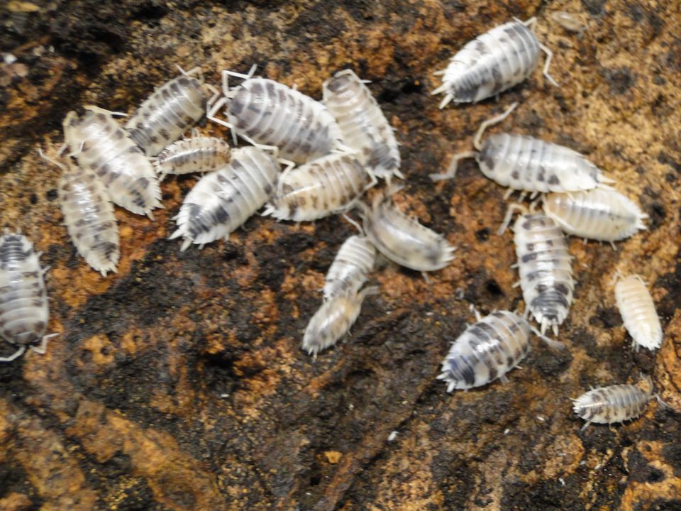 Porcellio lavis panda Zierasseln in Bad Waldsee