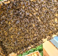Zander Wirtschaftvölker Bienenvolk Carnica Nordrhein-Westfalen - Leverkusen Vorschau