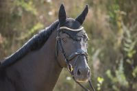 Job/Arbeitsstelle /Pferde/Reiten /Beritt/Reitbeteiligung Hessen - Hünfeld Vorschau