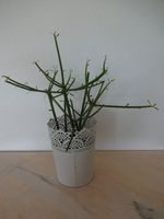 Bleistiftstrauch Euphorbia Tirucalli Wolfsmilch Übertopf weiß Baden-Württemberg - Pforzheim Vorschau