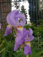 Rhizomen von  Schwertlilie/ Iris hell lila Baden-Württemberg - Heidelberg Vorschau