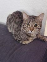 2 Katzen dringend abzugeben Nordrhein-Westfalen - Lippstadt Vorschau