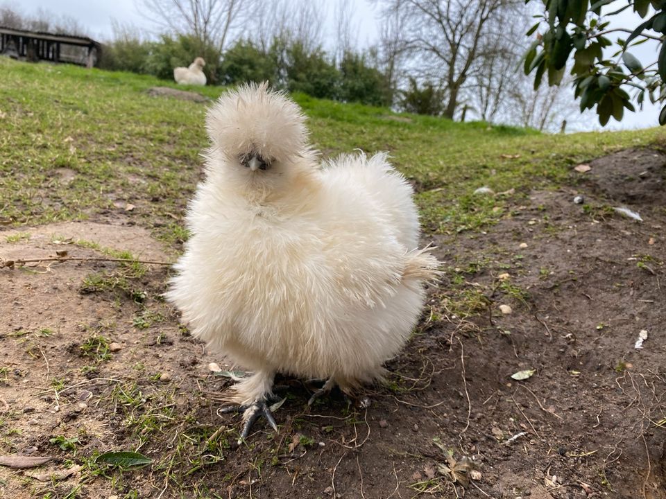 US Silkie Seidenhuhn Bruteier grün  Grünleger in Niederkrüchten