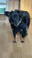 Harry Tierschutzhund sucht ein Zuhause Nordrhein-Westfalen - Eschweiler Vorschau