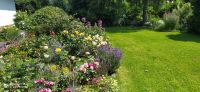 Stauden aus naturnahem Garten- bienenfreundlich Niedersachsen - Wilhelmshaven Vorschau