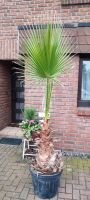 Palme Washingtonia 220 cm Nordrhein-Westfalen - Dinslaken Vorschau