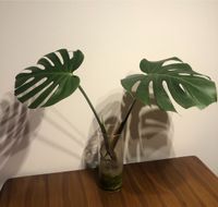 Monstera Deliciosa - Pflanze - Zimmerpflanze Bayern - Stockdorf Vorschau