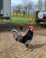 Blauer Andalusier Hahn Hessen - Frankenberg (Eder) Vorschau