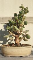 Bonsai Crassula Succulente Geldbaum Pfennigbaum Rheinland-Pfalz - Speyer Vorschau