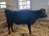 Wagyu, Fullbloodwagyu, Absetzer weiblich Herdbuch Schleswig-Holstein - Hohenwestedt Vorschau